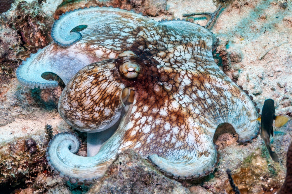 Pulpo de arrecife Pulpo de arrecife