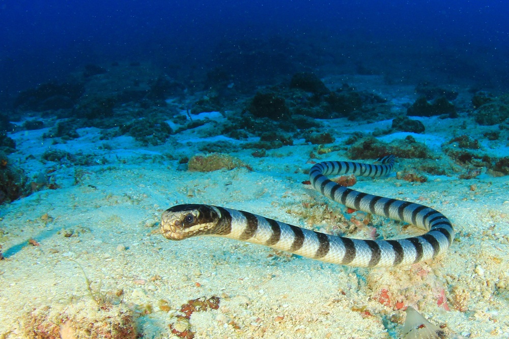 Serpiente de mar