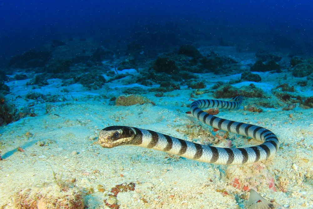 Serpiente de mar Serpiente de mar