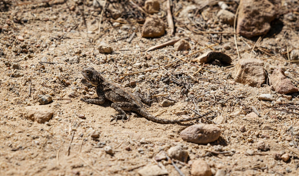 Agama de roca sureño Agama de roca sureño