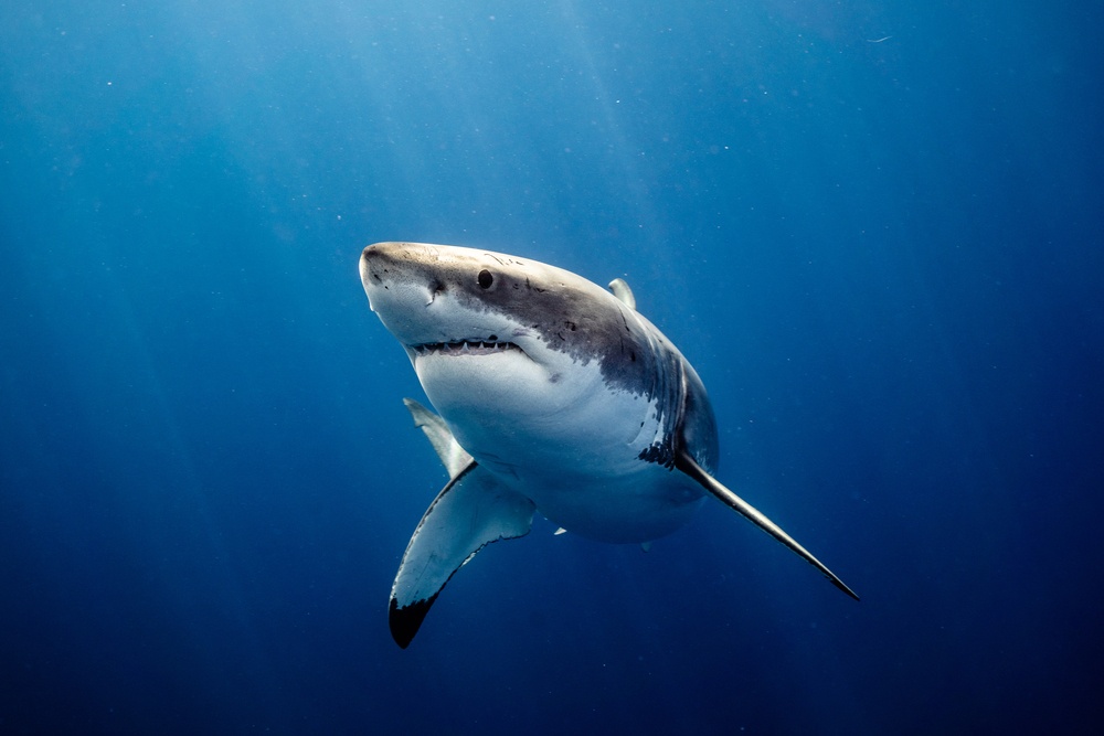 Tiburón blanco Tiburón blanco