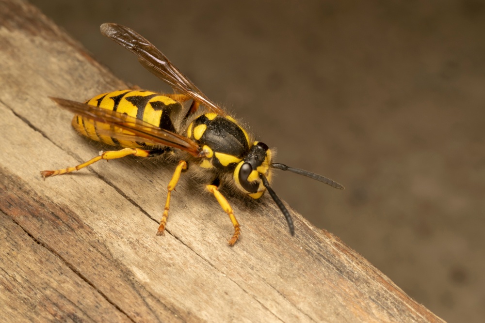 Vespula germanica Vespula germanica