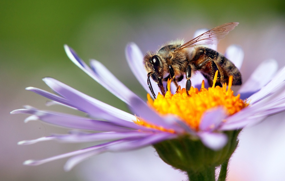 Abeja de la miel Abeja de la miel