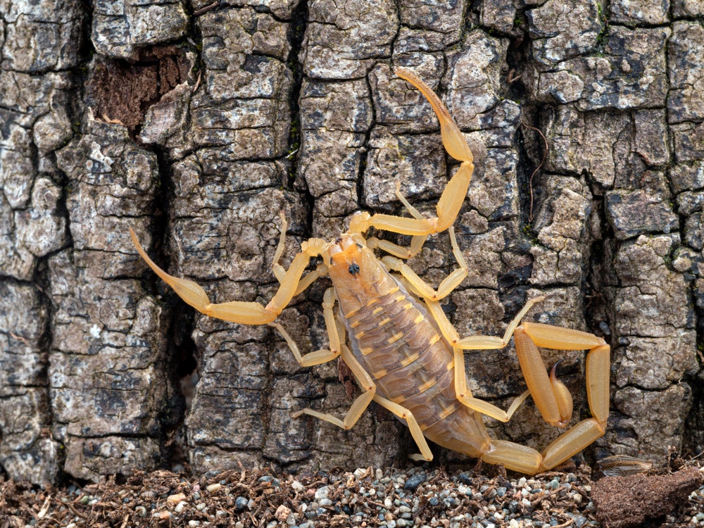 Escorpión de corteza de Arizona