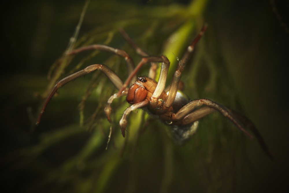 Araña de agua Araña de agua