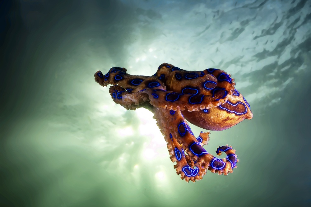 Pulpo de anillos azules Pulpo de anillos azules