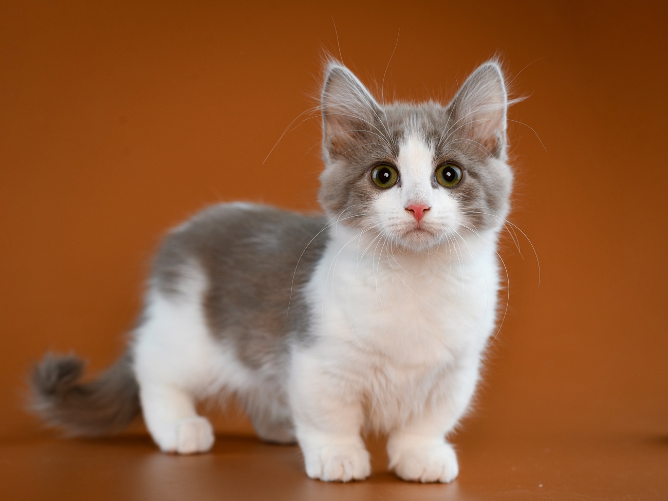 Esta semana ha sido el Día Internacional del Gato