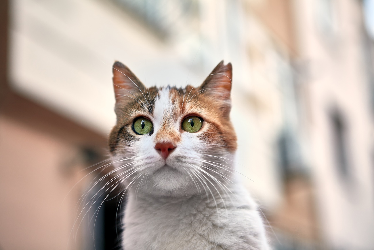 El gato ocupa un lugar en el corazón de los españoles El gato ocupa un lugar en el corazón de los españoles