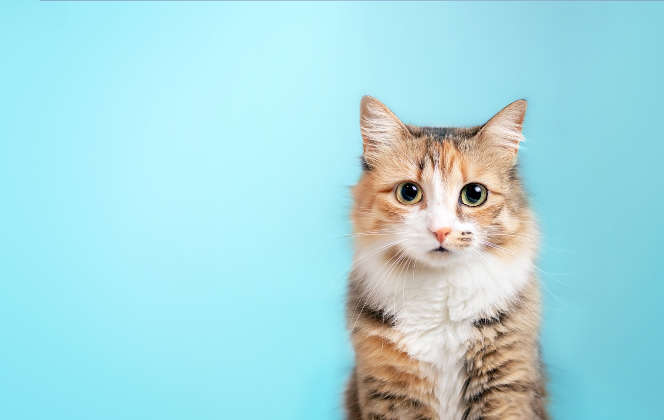 Los gatos esterilizados tienen una esperanza de vida mayor a los gatos que no lo están