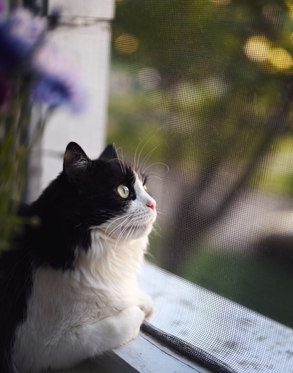 Se practica en gatos que viven en la calle por varias razones