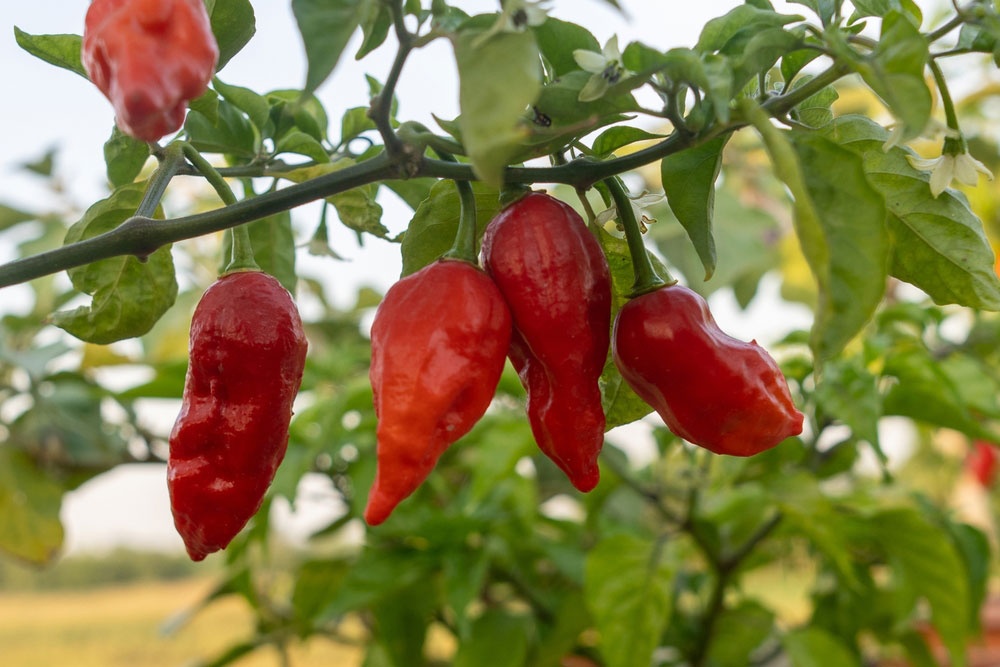 12: Naga Morich - 1.000.000 - 1.500.000 SHU