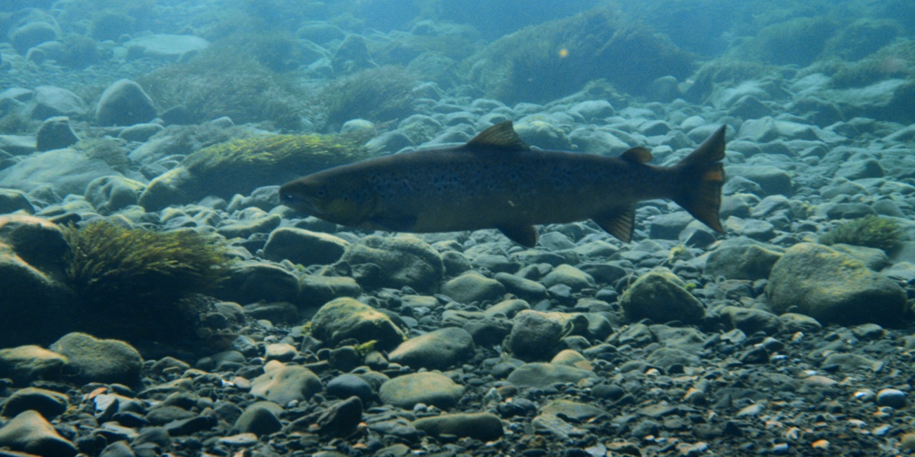 “Laxaþjóð - A Salmon Nation”, el documental de Patagonia