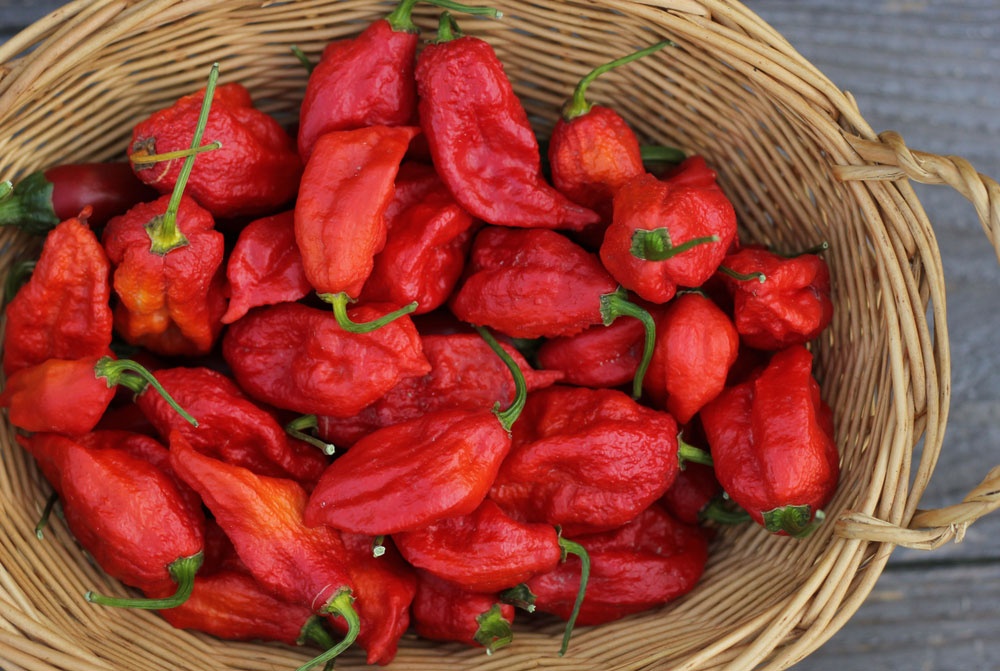 15: Bhut Jolokia - 800.000 - 1.001.304 SHU