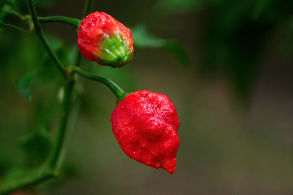 19: Trinidad Moruga Scorpion - 2.009.231 SHU