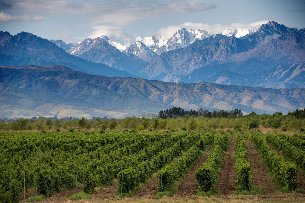 Vinos de calidad