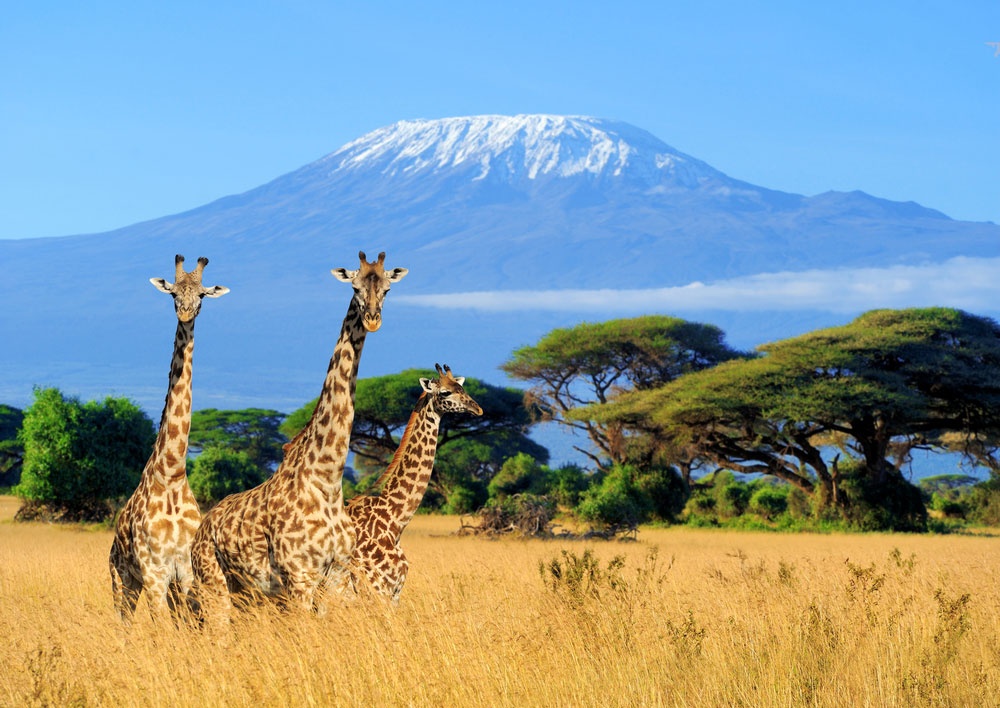 Kilimanjaro Kilimanjaro