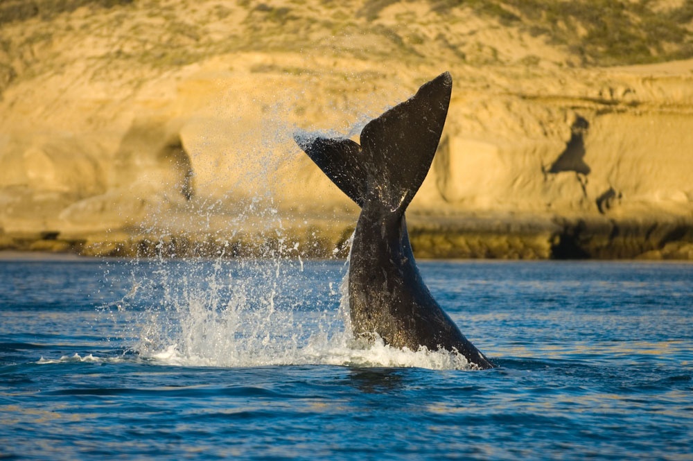 Avistamiento de ballenas en Peninsula Valdés