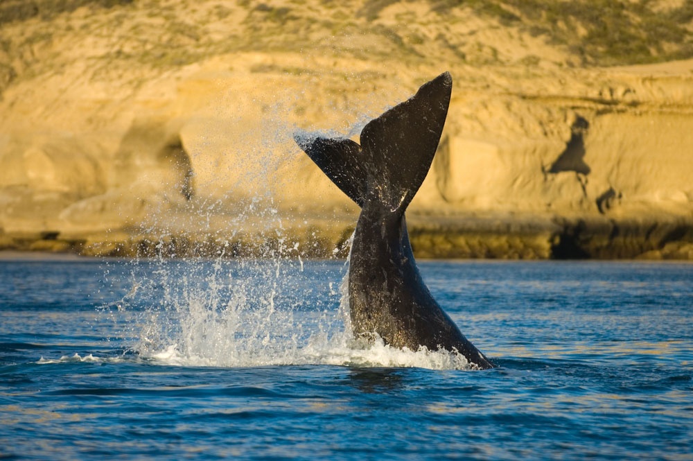 Avistamiento de ballenas en Peninsula Valdés Avistamiento de ballenas en Peninsula Valdés