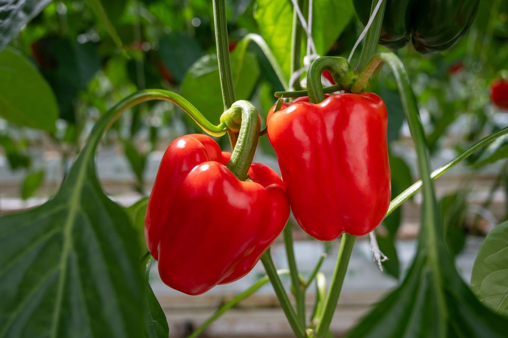 Pimiento Pimiento