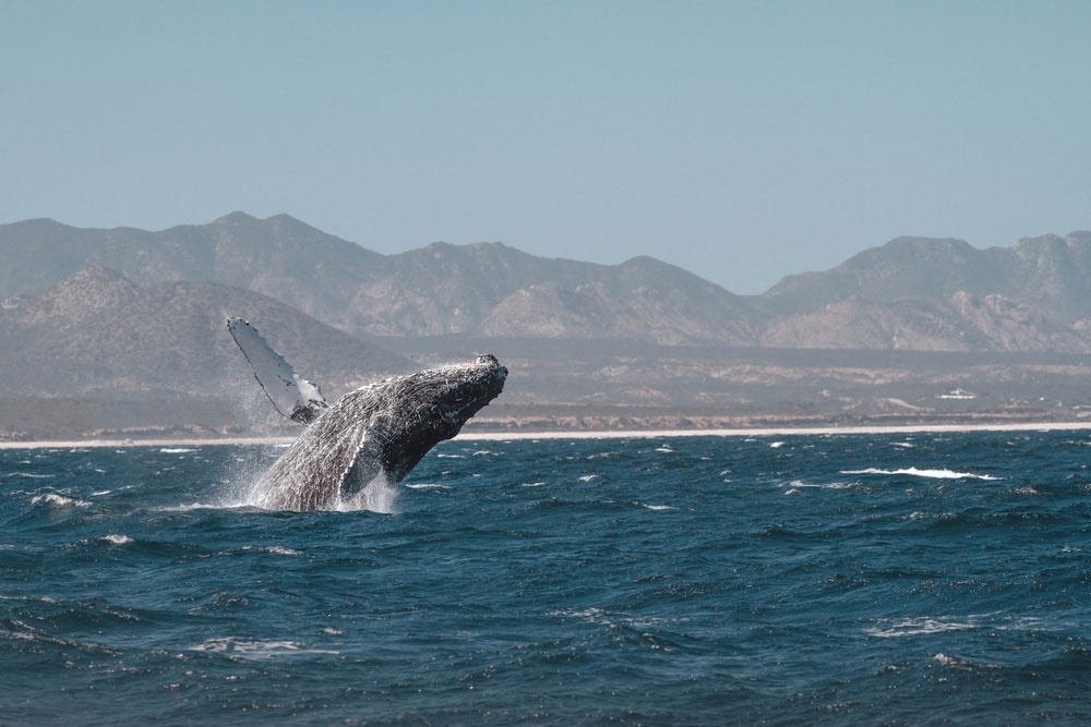 Avistamiento de ballenas