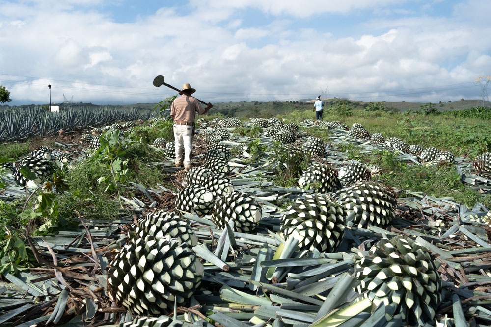 Rutas del tequila