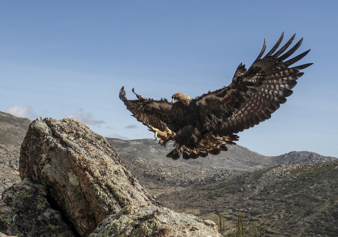 Salamanca, un enclave privilegiado para el avistamiento de aves durante la primavera