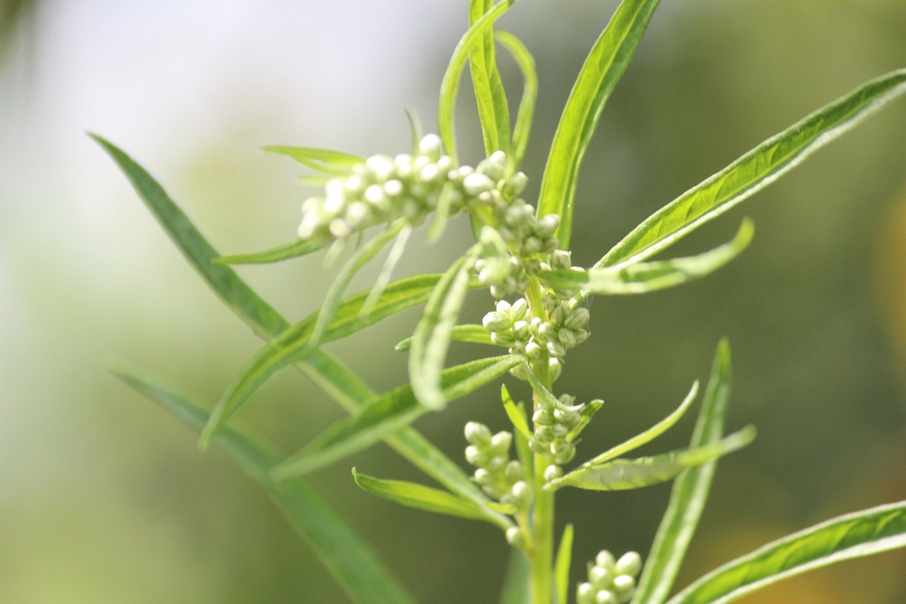 Artemisa Artemisa