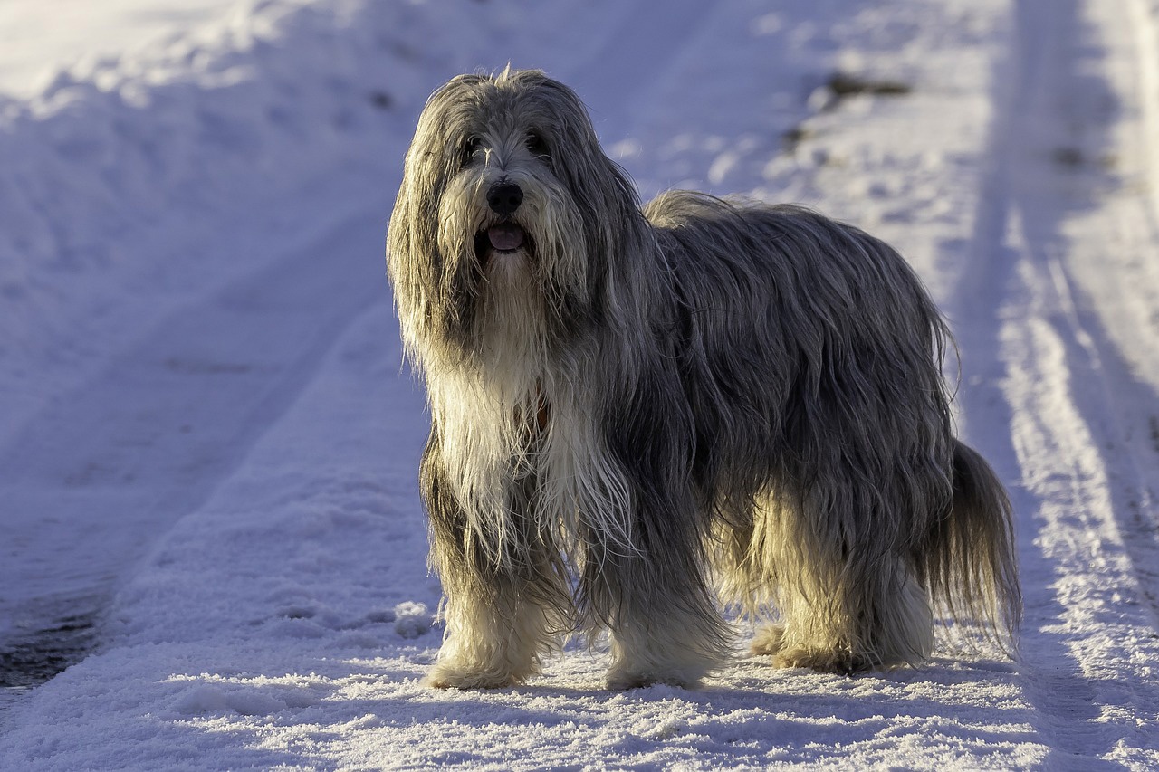 Collie barbudo