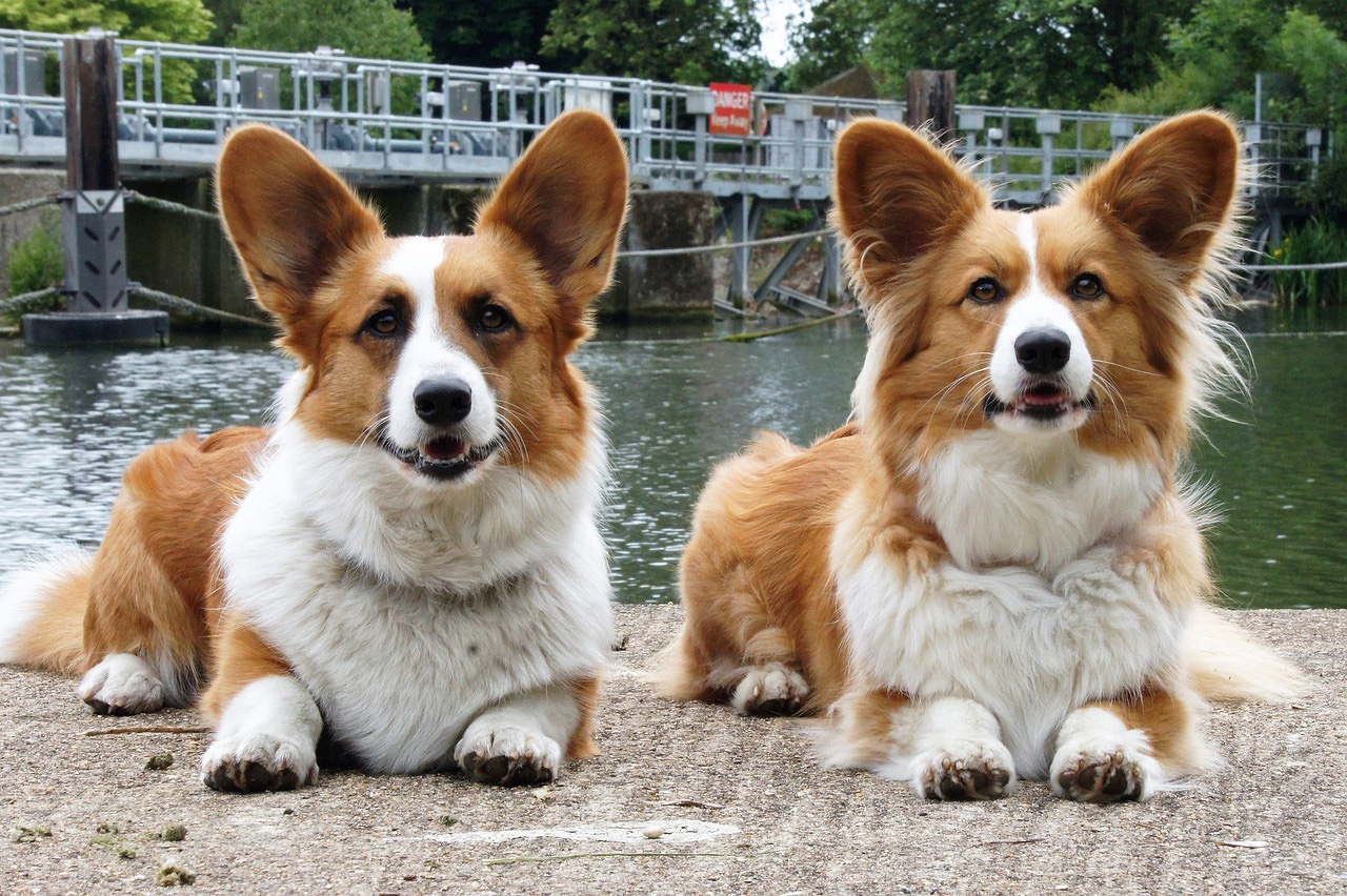 Corgi galleys en una rebeca