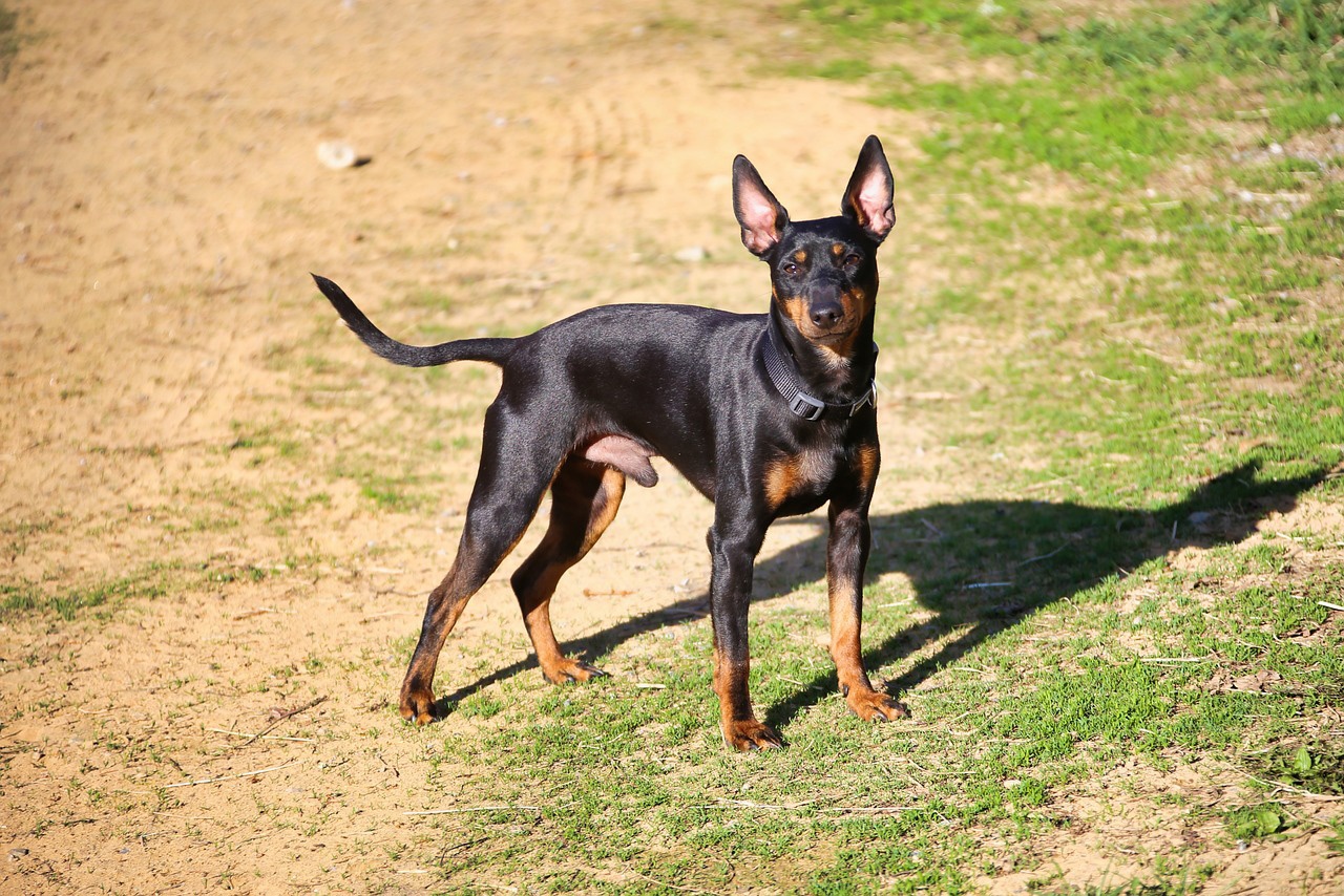 Terrier inglés miniatura