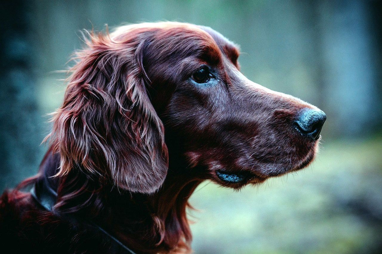 Spaniel de campo