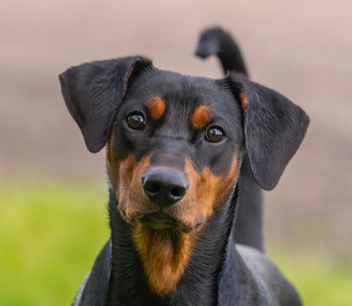 Pinscher alemán