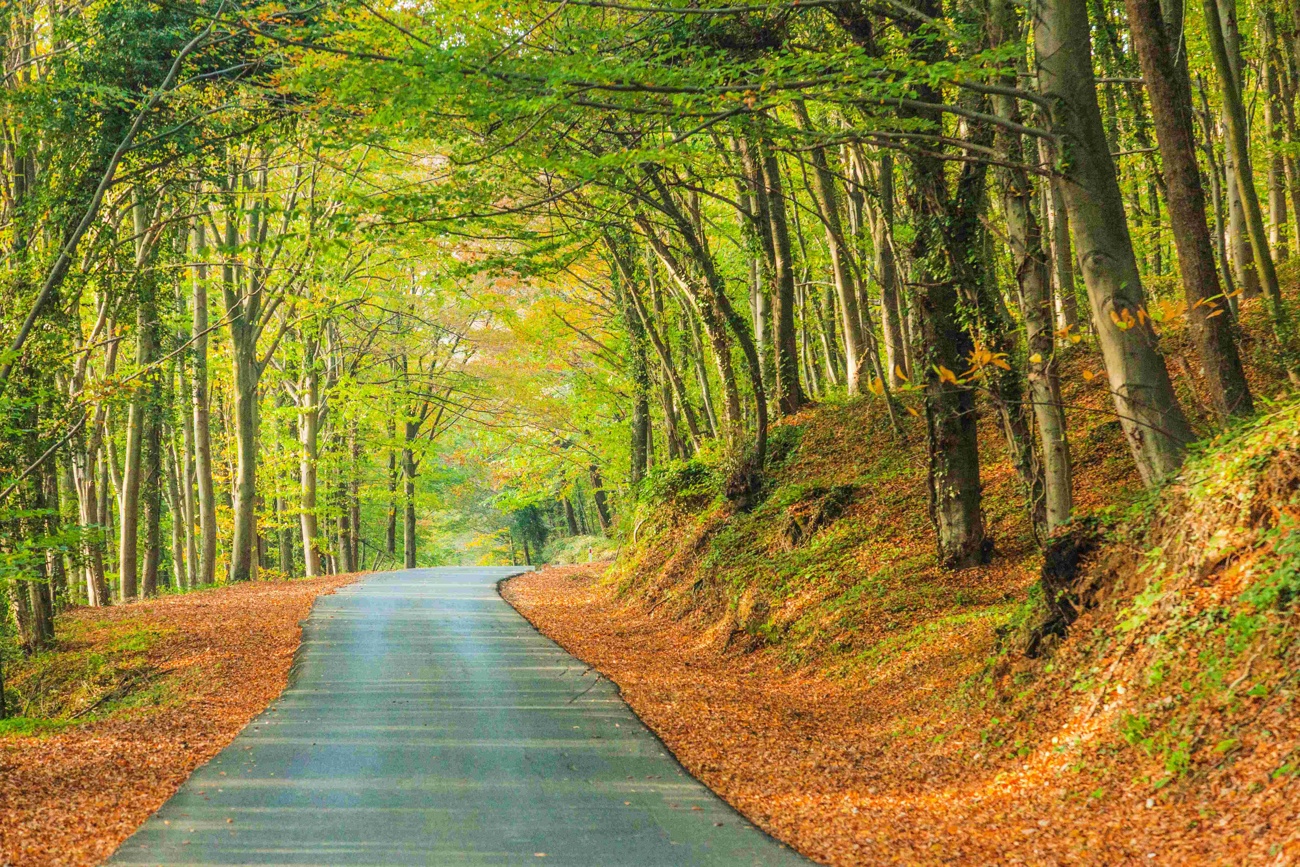 El bosque de Belgrad, maravilla natural