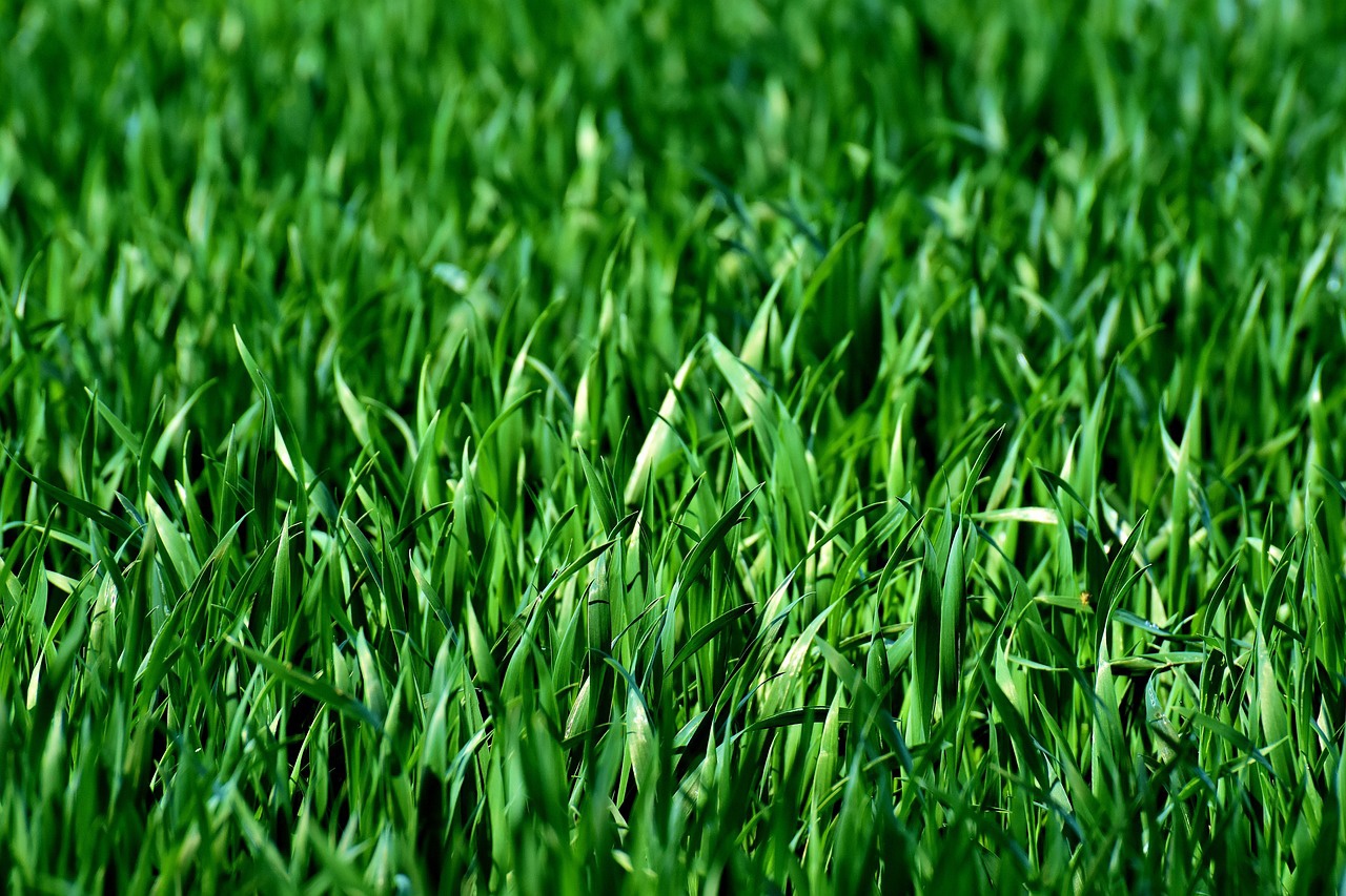 Pasto azul de Kentucky Pasto azul de Kentucky