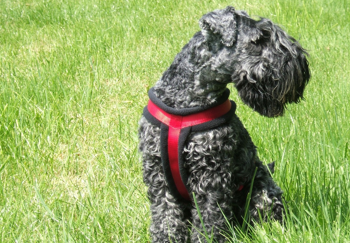 Kerry Blue Terrier