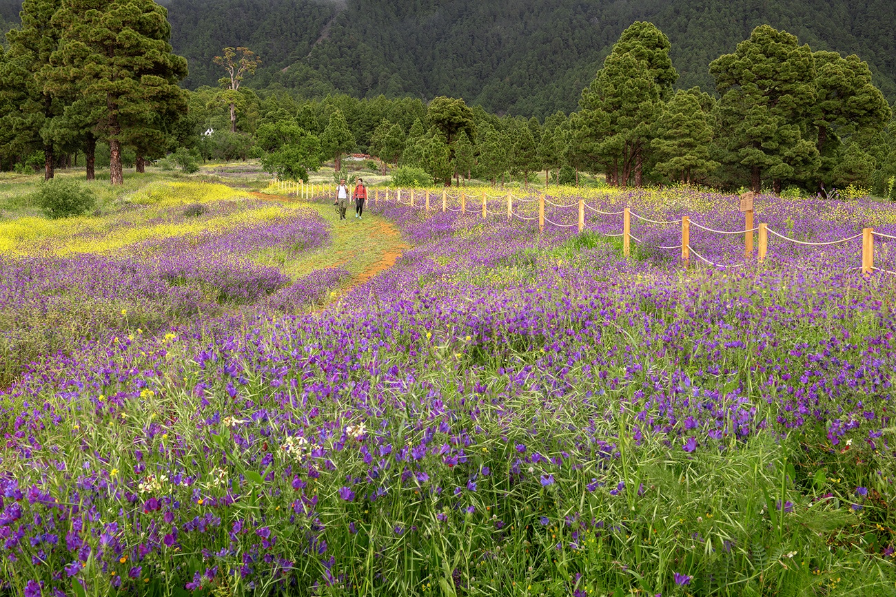 Ver la floración desde la Caldera de Taburiente Ver la floración desde la Caldera de Taburiente