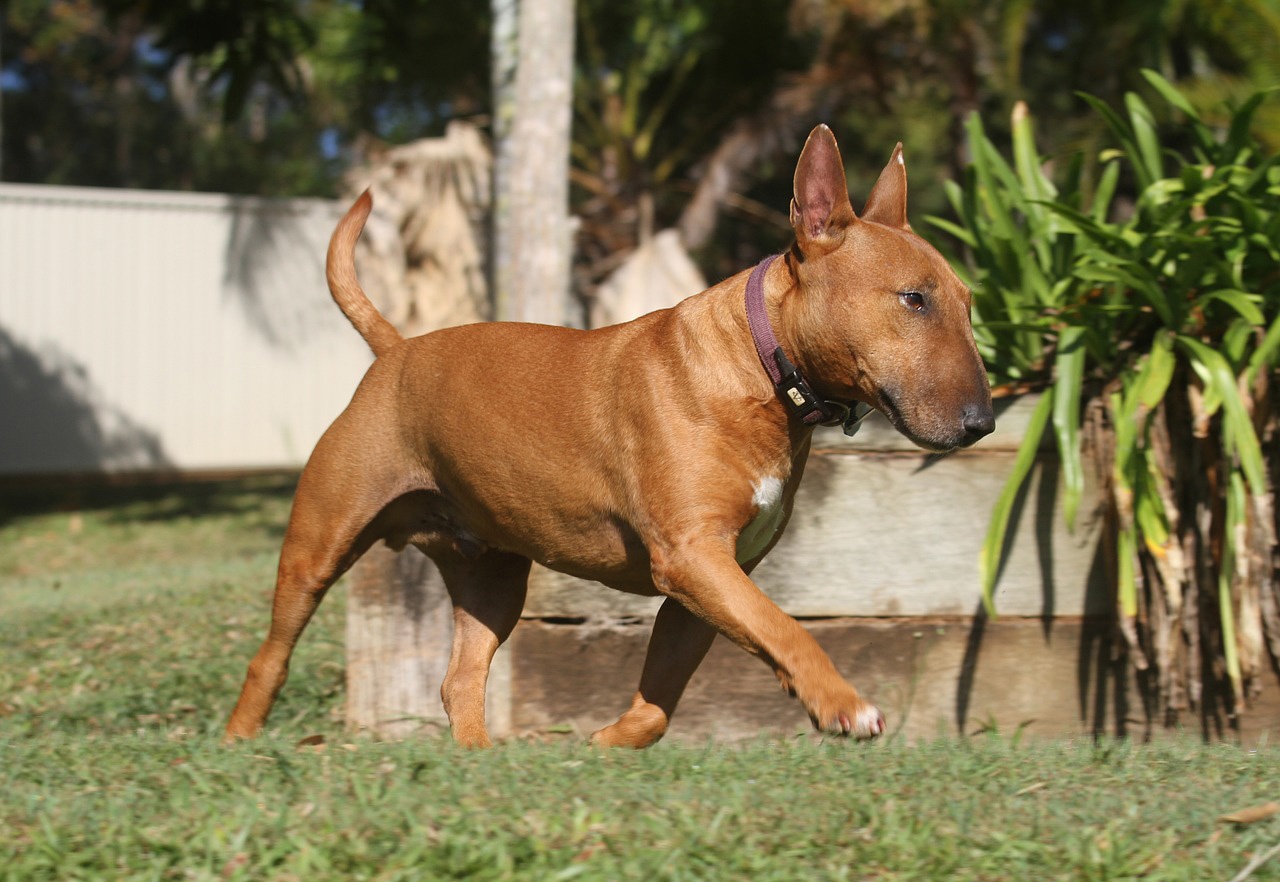 Bull Terrier miniatura