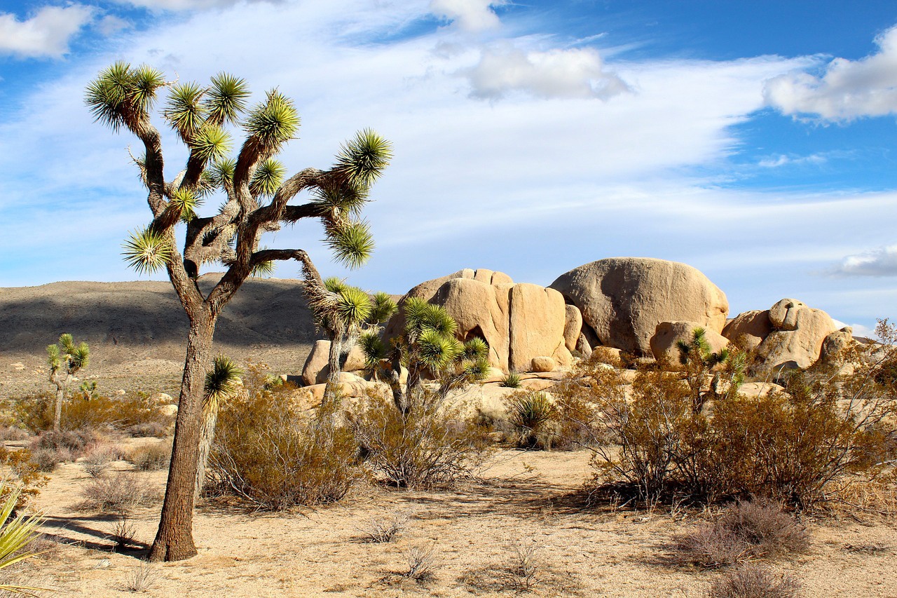 Desierto de Mojave