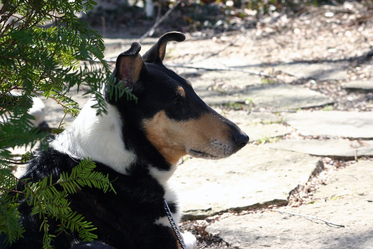 Collie de pelo corto