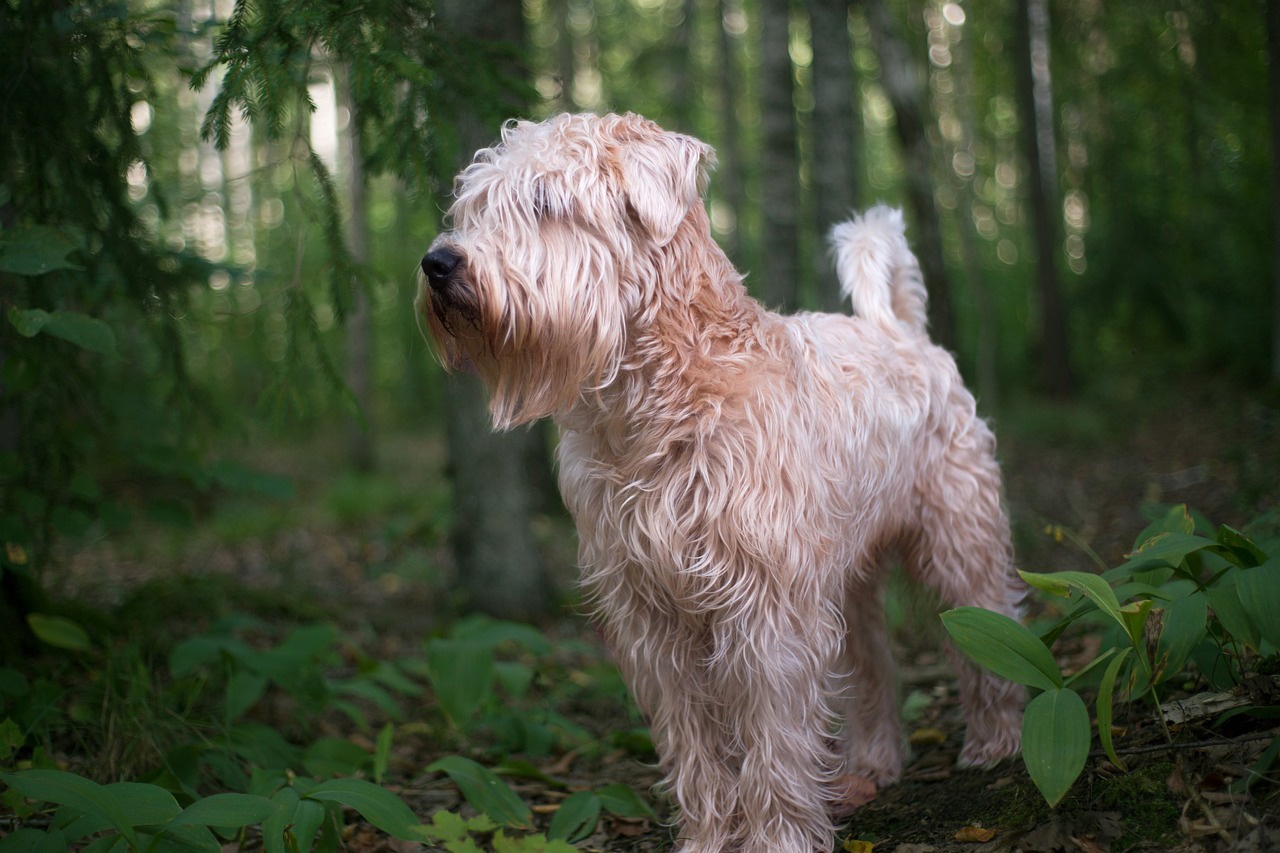 Irish Soft Coated Wheaten Terrier