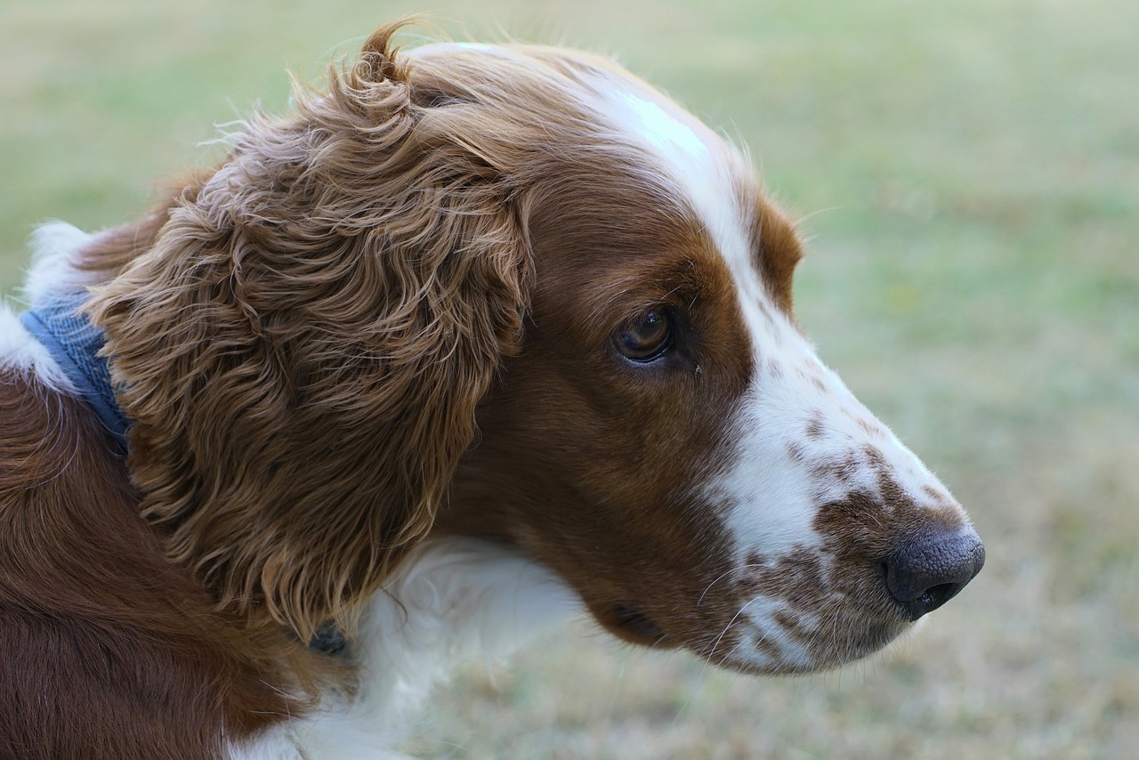 Polainas para Springer spaniel