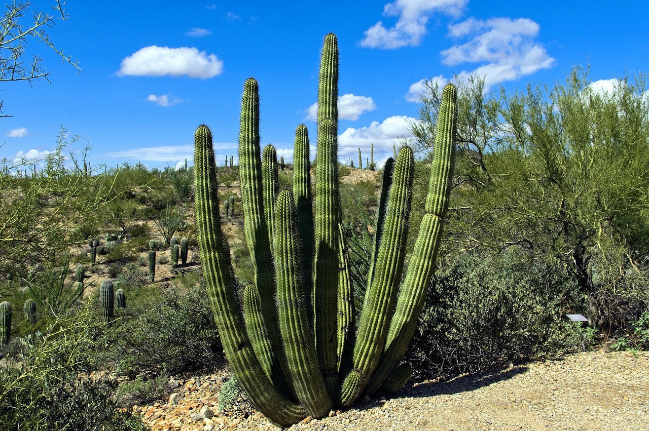 Desierto de Sonora